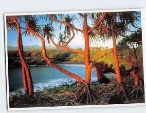 Postcard Late afternoon light lauhala forest Waianapanapa Hana Hawaii USA