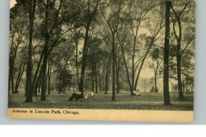 Chicago IL Lincoln Park c1910 Postcard
