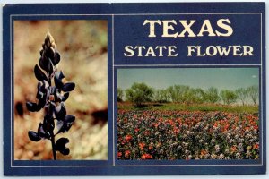 Postcard - Bluebonnets, Texas State Flower - Texas