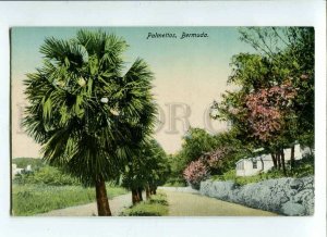 3090315 BERMUDA Palmettos Vintage PC