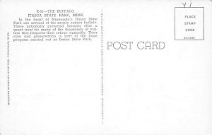 Buffalo Buffalo  - Itasca State Park, Minnesota MN Postcard