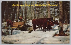 Gathering Sap In Unspoiled Vermont~Winter~Longhorn Steer~Trees~Wagon~PM 1961 PC