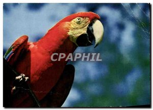 Postcard Modern Zoo and menageries Macaw Parrot Parakeet Chloroptere Central ...