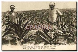 Old Postcard Effectiveness of Chile sodium nitrate on tobacco cultivation in ...
