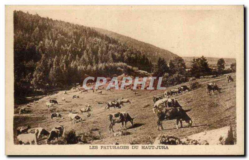 Pastures Haut Jura - cow - cows - Old Postcard