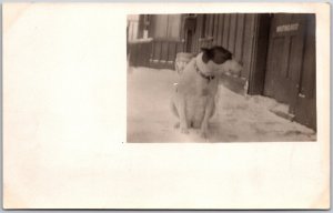 Cute Puppy Dog Sitting on Snowy Porch Front Door RPPC Vintage Postcard