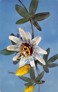 Passiflora Caerulea Linn. Passion-Flower - Glass Flowers Glass Related Unused 