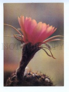 419466 USSR 1989 year flowering cacti postal postcard POSTAL stationery