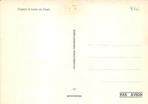 Cannes A Sucre, En Fleurs 