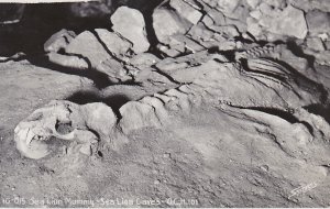 Oregon Oregon Coast Highway Sea Lion Caves Sea Lion Mummy Real Photo