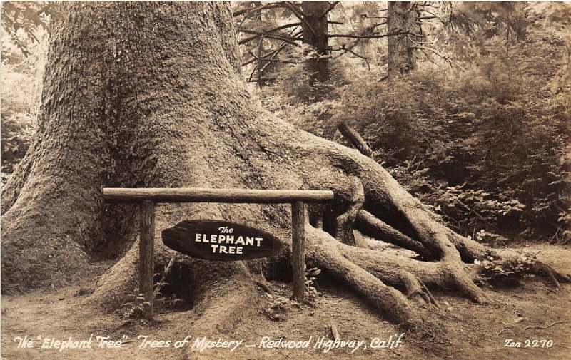 H51/ Redwood Highway California Postcard RPPC c50s Elephant Tree of Mystery