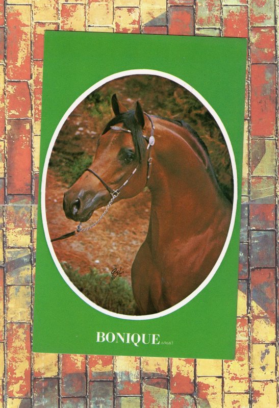 BONIQUE Purebred Arabian Stallion Horse Farm Advertising Postcard Equine