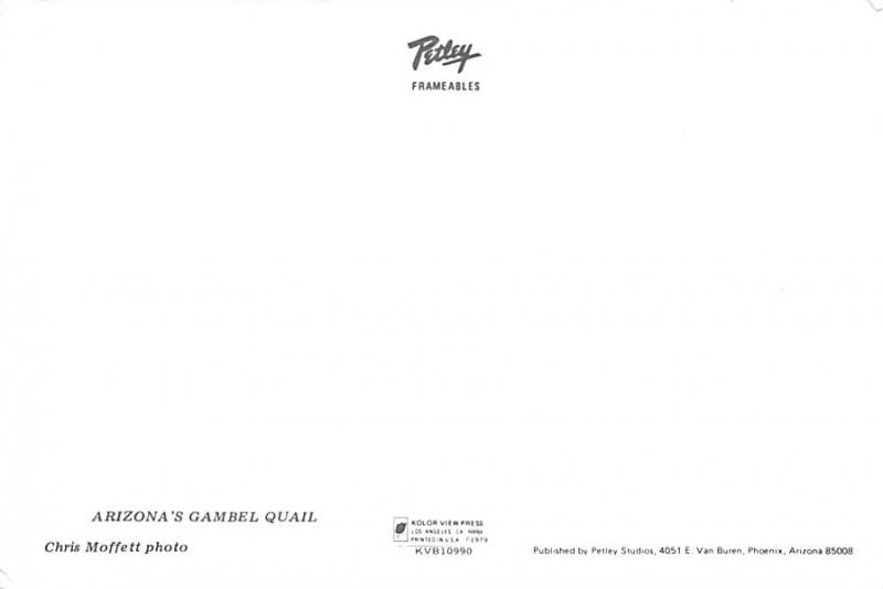 Arizona's Gambel Quail - 