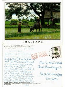 CPM AK THAILAND-Farmer boy&girl and water buffalo in rice field (335654)