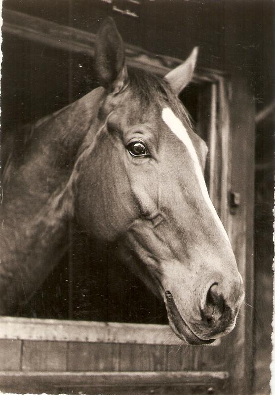 Head of a Horse Nice Swiss Postard 1950/60. Continental size