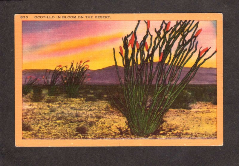 Desert Plants Cactus Cacti Ocotillo in Bloom Postcard PC Flowers