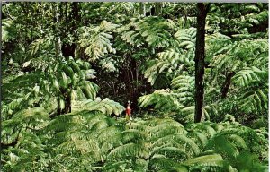 Fern Jungle Hawaii Volcanoes National Park Thousands Of Ferns Hawaii Postcard