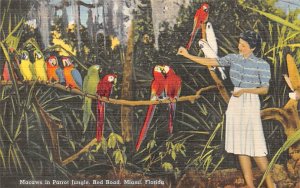 Macaws and Parrot jungle, red Road Miami, Florida USA Macaws and Parrot jungl...