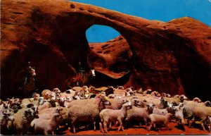 Sheep Navajo Sheepherders On The Navajo Indian Reservation Arizona 1964