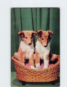 Postcard Two Collies Picture