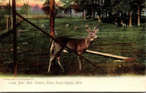 Michigan Grand Rapids Deer At Michigan Soldiers Home Rotograph