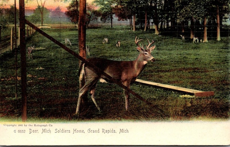 Michigan Grand Rapids Deer At Michigan Soldiers Home Rotograph