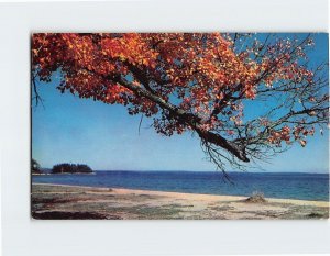 Postcard Autumn Shoreline, Sebago Lake, Maine