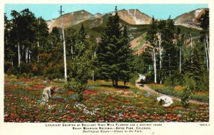 Vintage Postcard Luxuriant Growing Hued Wild Flowers Rocky Mountain Estes Park