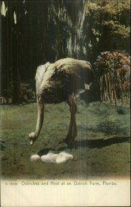 Jacksonville? Florida Ostrich Farm Rotograph G15549 c1905 Postcard