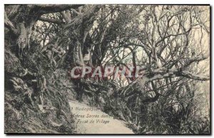 Old Postcard Tree Madagascar Antananarivo