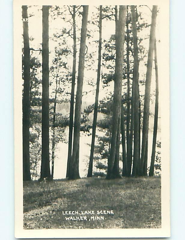 Pre-1950 rppc TREES ALONG LEECH LAKE Walker Minnesota MN r7433