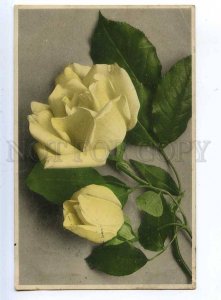 202327 Yellow ROSES Flowers Vintage Rommel 1907 year postcard
