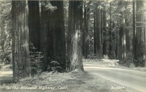 c1940 Redwoods and Ferns  on the Redwood Highway - Vintage Art-Ray RPPC Postcard