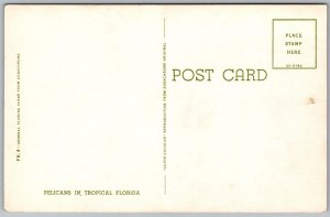 Vtg Pelicans in Tropical Florida FL 1950s Curteich View Postcard