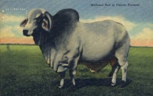 Brahman Bull - Misc, Florida FL Postcard