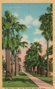 Vintage Postcard 1920's Stately Palms Trees Lower Rio Grande Valley of Texas TX