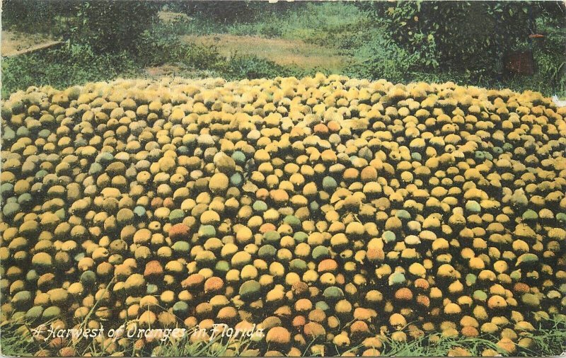 Postcard Florida Orange Harvest C-1910 Farm Agriculture 23-10153