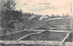 Tobacco Plantation Farm Sochi Russia 1910s postcard