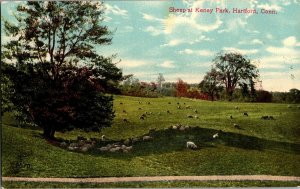 Pastoral Scene, Sheep at Keney Park, Hartford CT Vintage Postcard A75