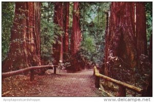 California Santa Cruz County Pathway Through The Redwoods Henry Cowell Redwoo...