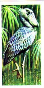 Brooke Bond Trade Card Tropical Birds No 4 Shoebill