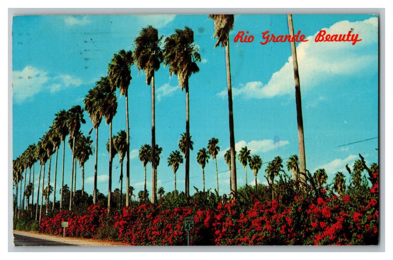 1975 Rio Grande Beauty Palms Bougainvillea Texas Vintage Standard View Postcard 