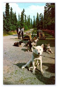 Mt. McKinley National Park Husky Dogsled Demonstrations Postcard
