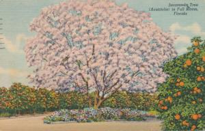 Jacaranda Tree (Acutifolia) in Full Bloom FL, Florida - pm 1955 - Linen