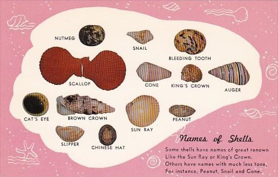 Names Of Sea Shells