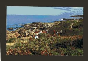 ME Marginal Way path trail, Ogunquit Maine Postcard, near Kennebunk Maine