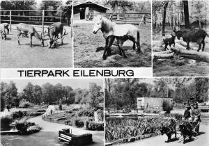 BG31395 tierpark eilenburg horse  germany CPSM 14.5x10cm