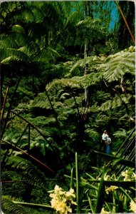 Hawaii - Tree Fern Forest - [HI-088]