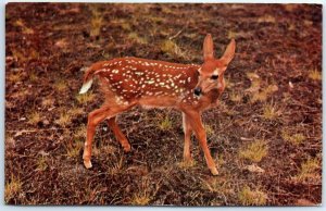 Postcard - A young deer