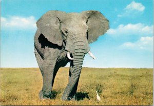 Elephant African Wild Life Unused Vintage Sapra Studio Postcard C2